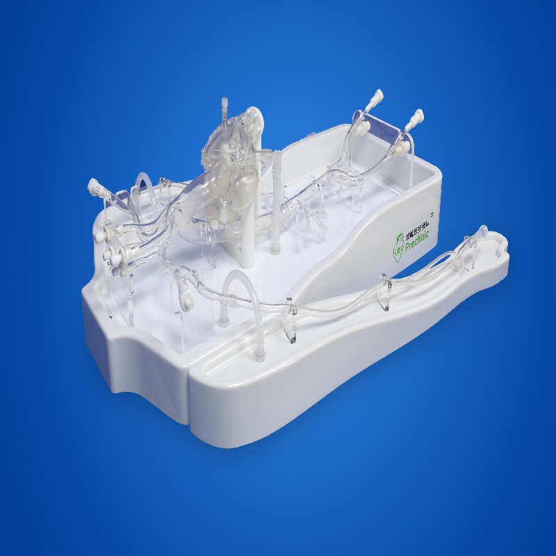Coronary Training Model - Type B (Pulse version) for Preclinic ...